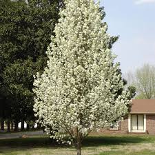Par ornamental Chanticleer – Pyrus calleryana Chanticleer