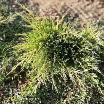 Juniperus Pfizeriana Gold Coast 50-70cm