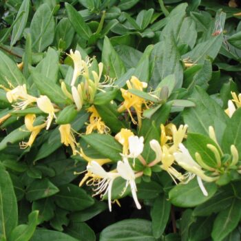 Mana Maicii Domnului-Caprifoi -Lonicera Japonica – 50-70cm