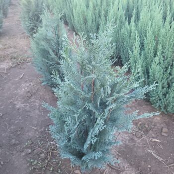 Chamyciparis lawsoniana Van Pelts Blue 50cm