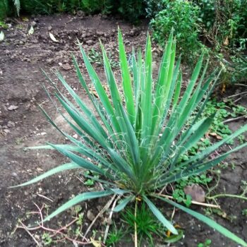 Yucca Filamentosa 10-15cm ghiveci 1litru