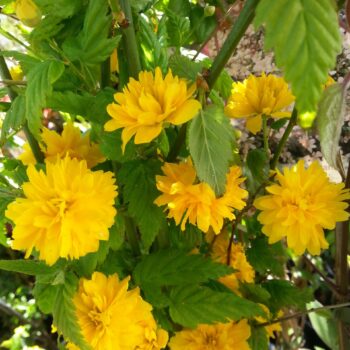 Kerria japonica pleniflora 40-50cm