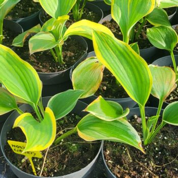 Plante