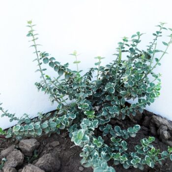 Euonymus Emerald Gaiety
