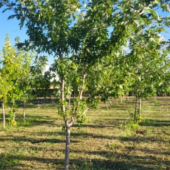 Artar argintiu -Acer Saccharinum