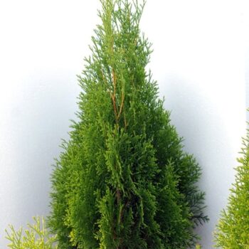 Tuia (thuja) occ. Smaragd