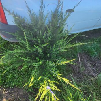 Ienupar semitarator – Juniperus Mint Julep