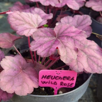 Heuchera Wild Rose