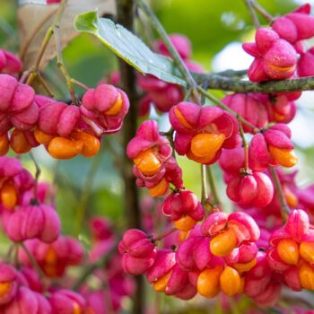 Salba moale – Euonymus Europaeus