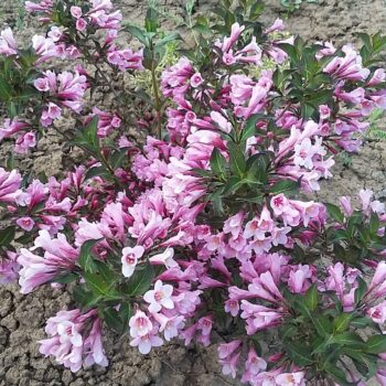 Weigela minuet 50cm